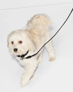 MZ Wallace Accessories|Small MZW Dog Collar BlackLeather